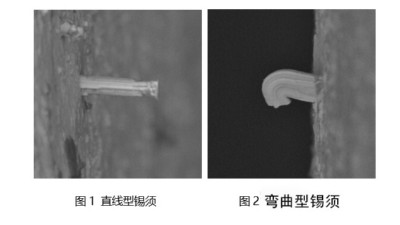 What causes solder whiskers to appear after solder paste soldering? A brief discussion.